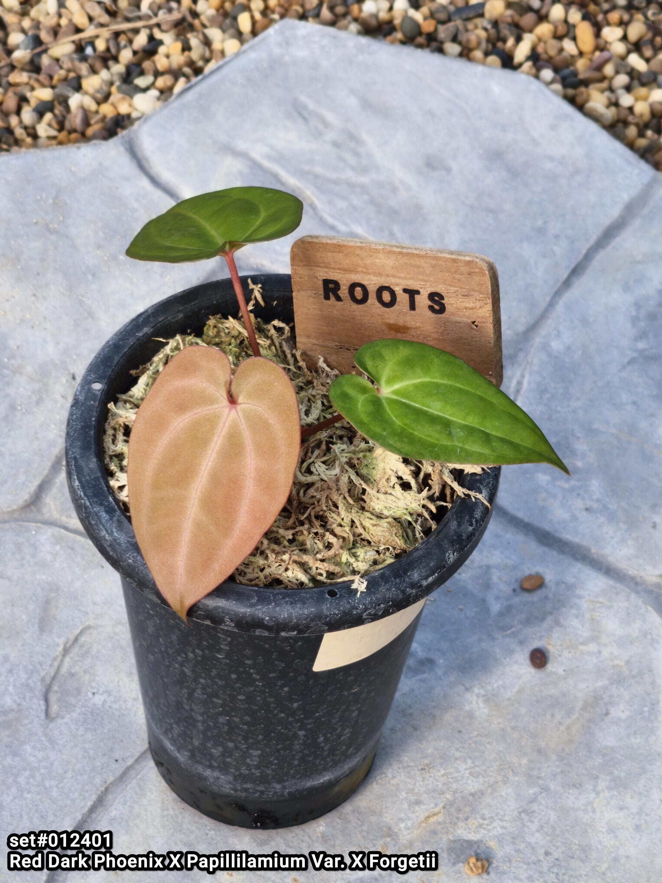 Anthurium papi - Etsy 日本