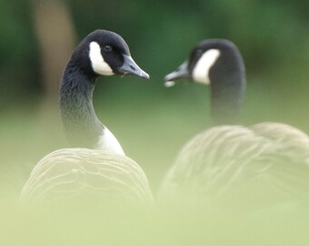 Heart Canadian Geese Greeting Cards