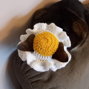 May include: A white crocheted flower with a yellow crocheted center. The flower is worn on a cat's head.