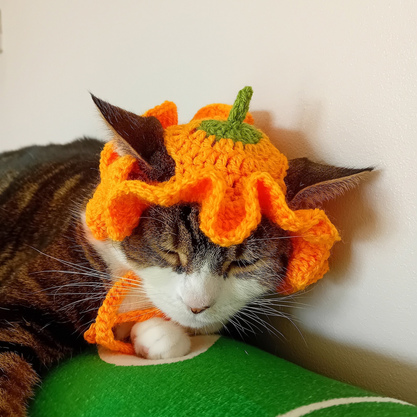 cute pumpkin cat halloween costumes