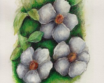 Cherokee Rose Art Print- Georgia State Flower