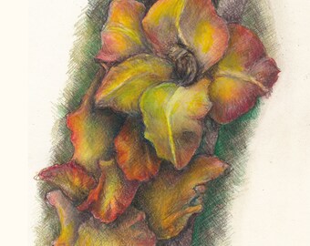 Art Print - Gladiola