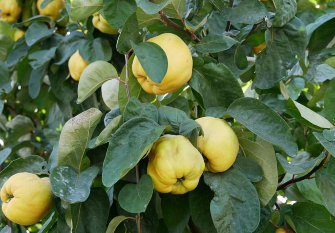 Jellylike Quince Fruit Spread Quince Jelly Etsy Canada