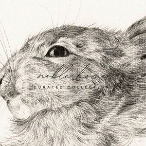 May include: A black and white pencil drawing of a rabbit's head, looking to the left. The drawing is detailed and shows the fur of the rabbit. The text "noble home curated collections" is written in cursive at the bottom of the image.