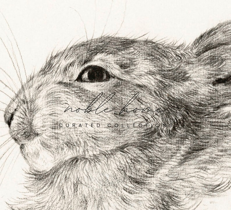 May include: A black and white pencil drawing of a rabbit's head, looking to the left. The drawing is detailed and shows the fur of the rabbit. The text "noble home curated collections" is written in cursive at the bottom of the image.