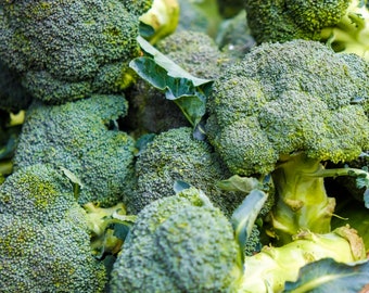 Broccoli Seeds - 100+ Seeds - Organic & Non GMO Gardening Seeds - Fast Growing Variety - Great Tasting - Heirloom Variety