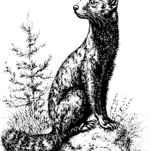 May include: Black and white line drawing of a weasel sitting on a rock with a small pine tree behind it.