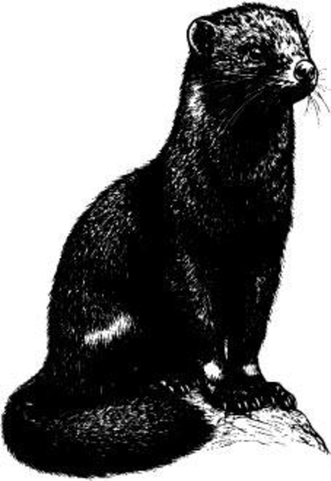 Minkページ il_1080xN.6287121537_9oxi.jpg