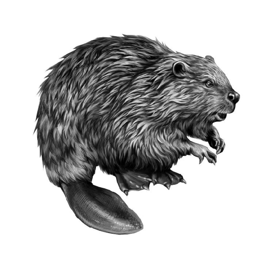 Beaver Illustration Svg, Pencil Sketch Beaver, Cricut and Silhouette ...