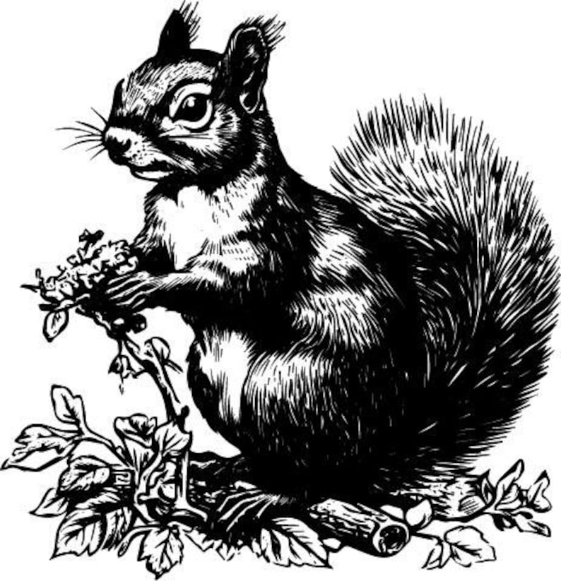 Squirrel Illustration Svg, Red Squirrel Pencil Sketch, Cricut and ...