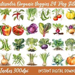 24 Garden Vegetables Clipart Bundle, Commercial Use, Digital Download, Watercolor Vegetables PNG, Farmers Market, Scrapbook image, Collage,
