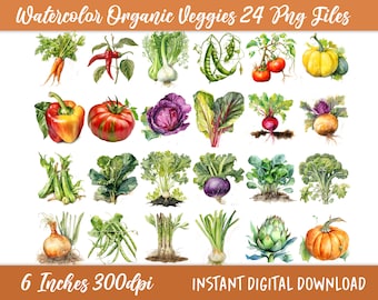 24 Garden Vegetables Clipart Bundle, Commercial Use, Digital Download, Watercolor Vegetables PNG, Farmers Market, Scrapbook image, Collage,