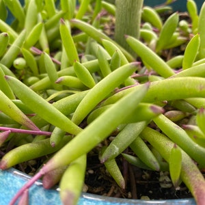 Ruby Necklace Succulent, String of Pickles, Othonna capensis, 4 UNROOTED cuttings