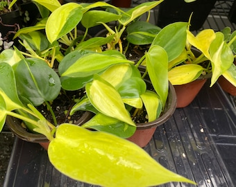 Philodendron Brasil Houseplant, Philodendron hederaceum LIVE 4 inch plant