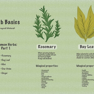 May include: An illustrated guide to common herbs, featuring rosemary and bay leaf. The guide includes information on growing conditions and magical properties of each herb. The text includes the words "Herb Basics", "Common Herbs: Part 1", "Rosemary", "Bay Leaf", "Magical Properties", and lists of properties for each herb.