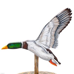 Op de afbeelding: Een houten eendenlokvogel, geschilderd met realistische details in groen, bruin en wit veren. De eend is in vlucht met zijn vleugels wijd uitgespreid. De lokvogel is gemonteerd op een houten paal.
