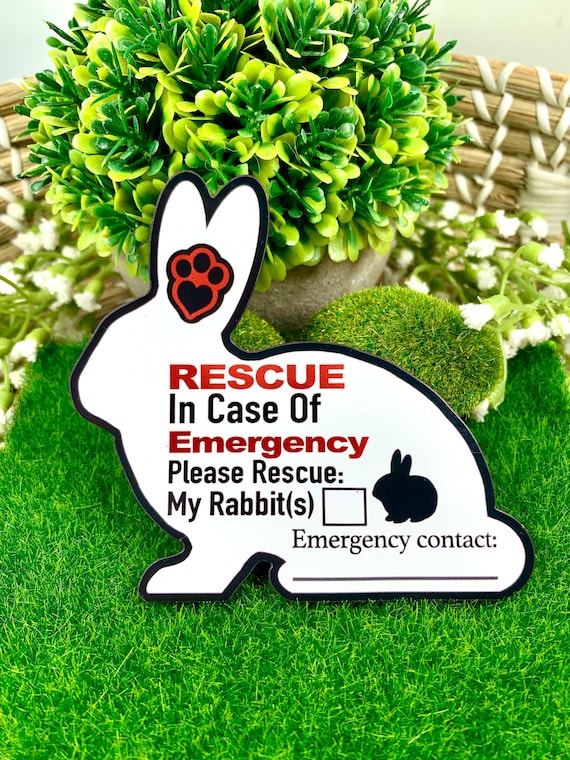 Cat Rescue Rabbit Rescue Center Near Me In Case Of Emergency