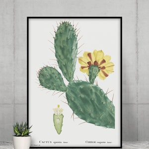 Prickly Pear Cactus Print: Desert Botanical Wall Art (Digital Download)
