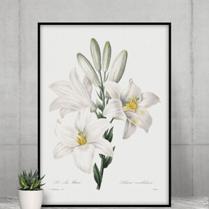 Gladiolus Vintage Botanical Print: Pierre Joseph Redoute Garden Art (Digital Download)