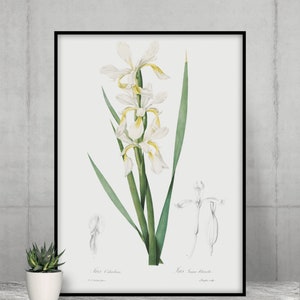 Gold Banded Iris Botanical Print: Vintage Flower Wall Art (Digital Download)