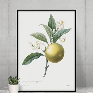 Vintage Orange Botanical Print: Pierre Joseph Redoute Garden Art (Digital Download)