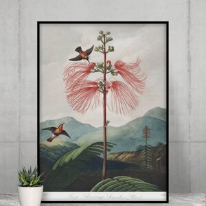 Sensitive Plant Botanical Art Print: Vintage Flower Wall Art (Digital Download)