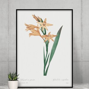 Vintage Lily Botanical Print: Redoute Flower Illustration (Digital Download)