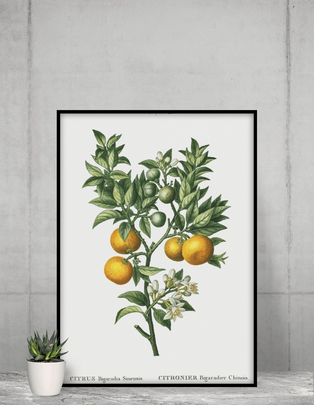 Orange Digital Wall Art, Botanical Digital Print, Downloadable Poster