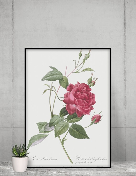 アンティーク額 ルドゥーテ バラ図譜 オクターヴォ版 ボタニカルアート アンティーク額 ルドゥーテ バラ図譜 オクターヴォ版 ボタニカルアート