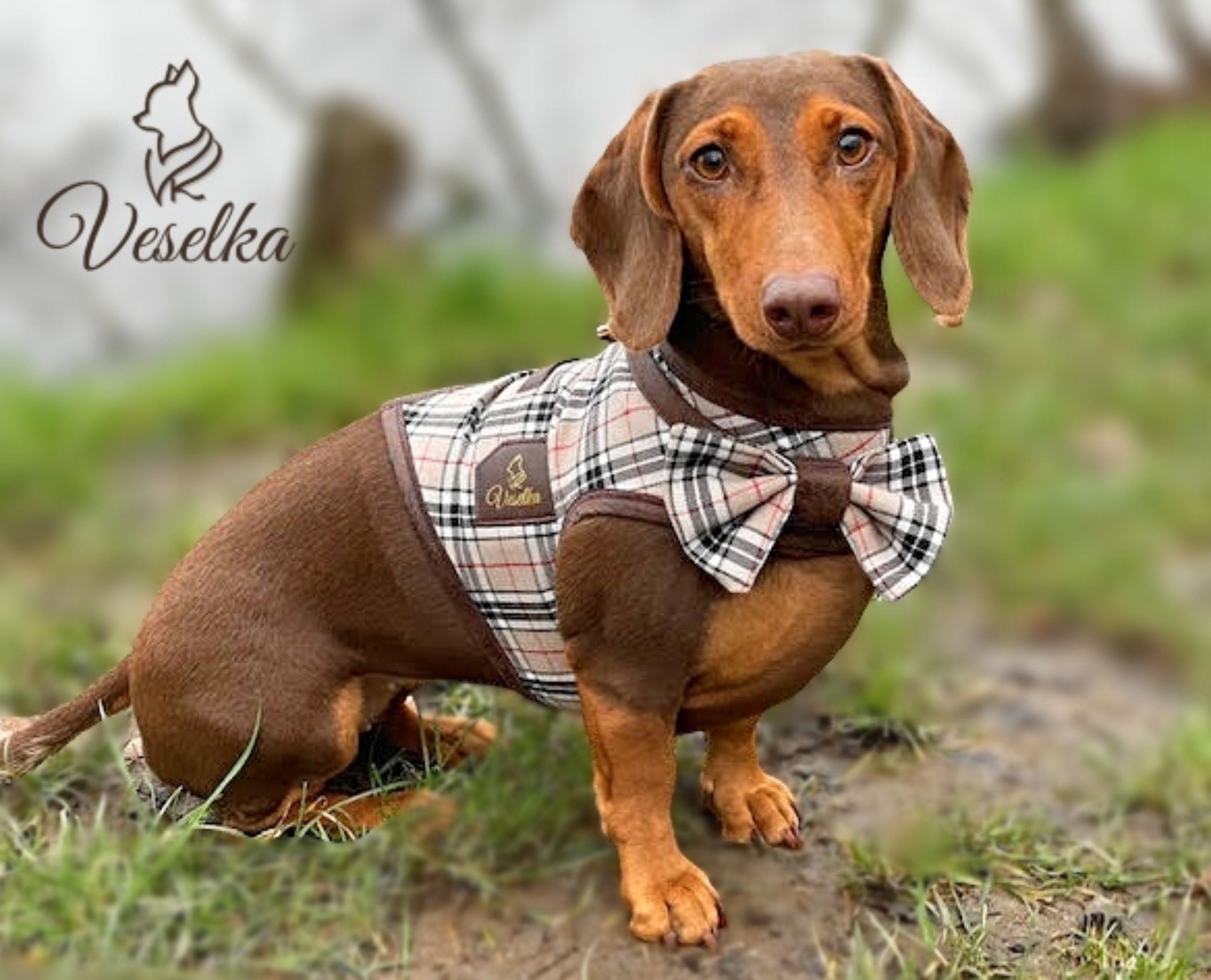 Harnais en Tissu Monogramme Marron et Beige Catwalk - Un chien