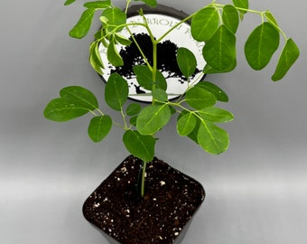 Moringa Sapling - Moringa Oleifera - Live Plant