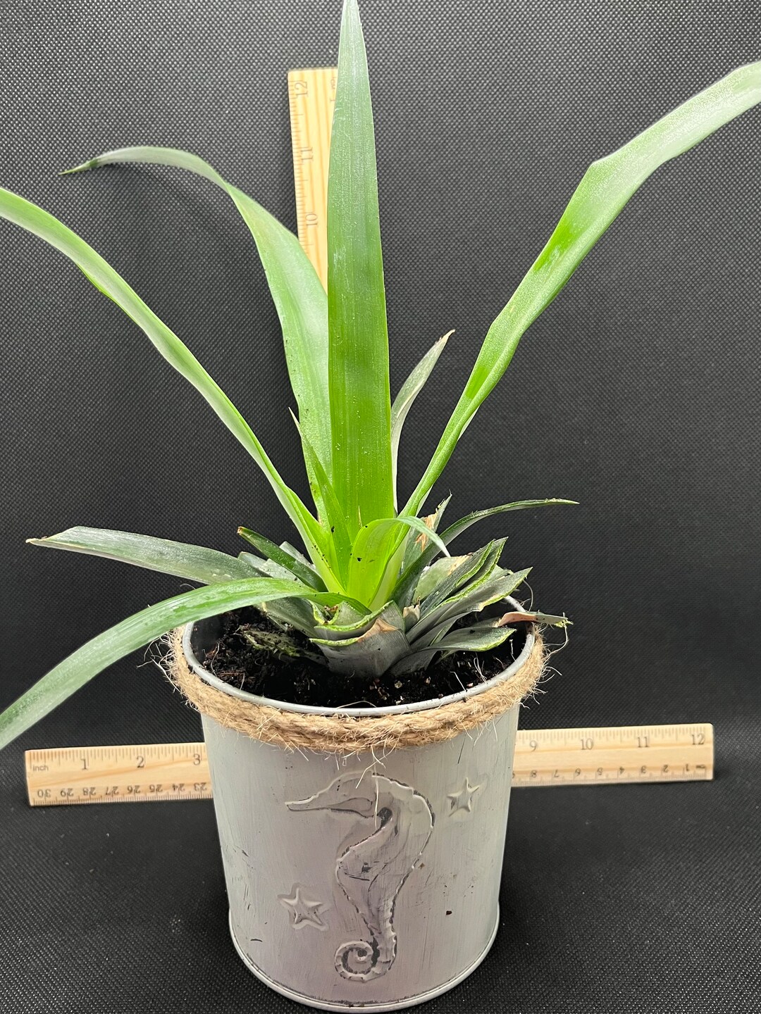 Pineapple Plant Live Rooted Ananas Comosus Etsy