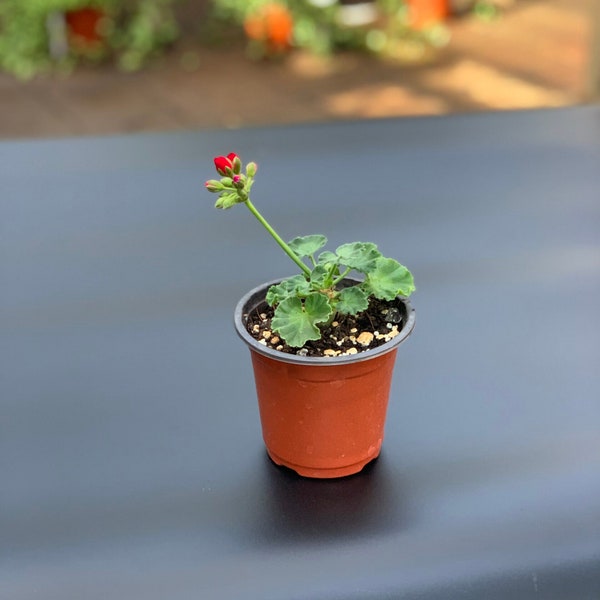 Velvet Red Geranium 4" - live plant