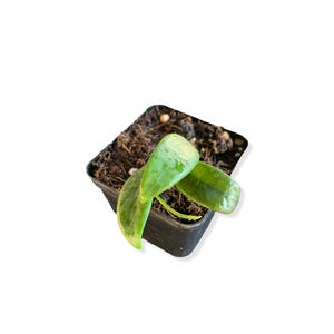 Hoya Lyi China | House Plant | Vining Plant | Various Sizes - Live Plant Plants