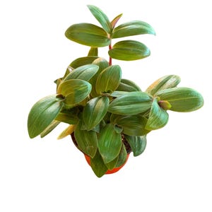 Tradescantia chrysophylla | Rare | &#39;Baby Bunny Bellies&#39; | House plant | Trailing | Wandering dude - Live Plant Plants