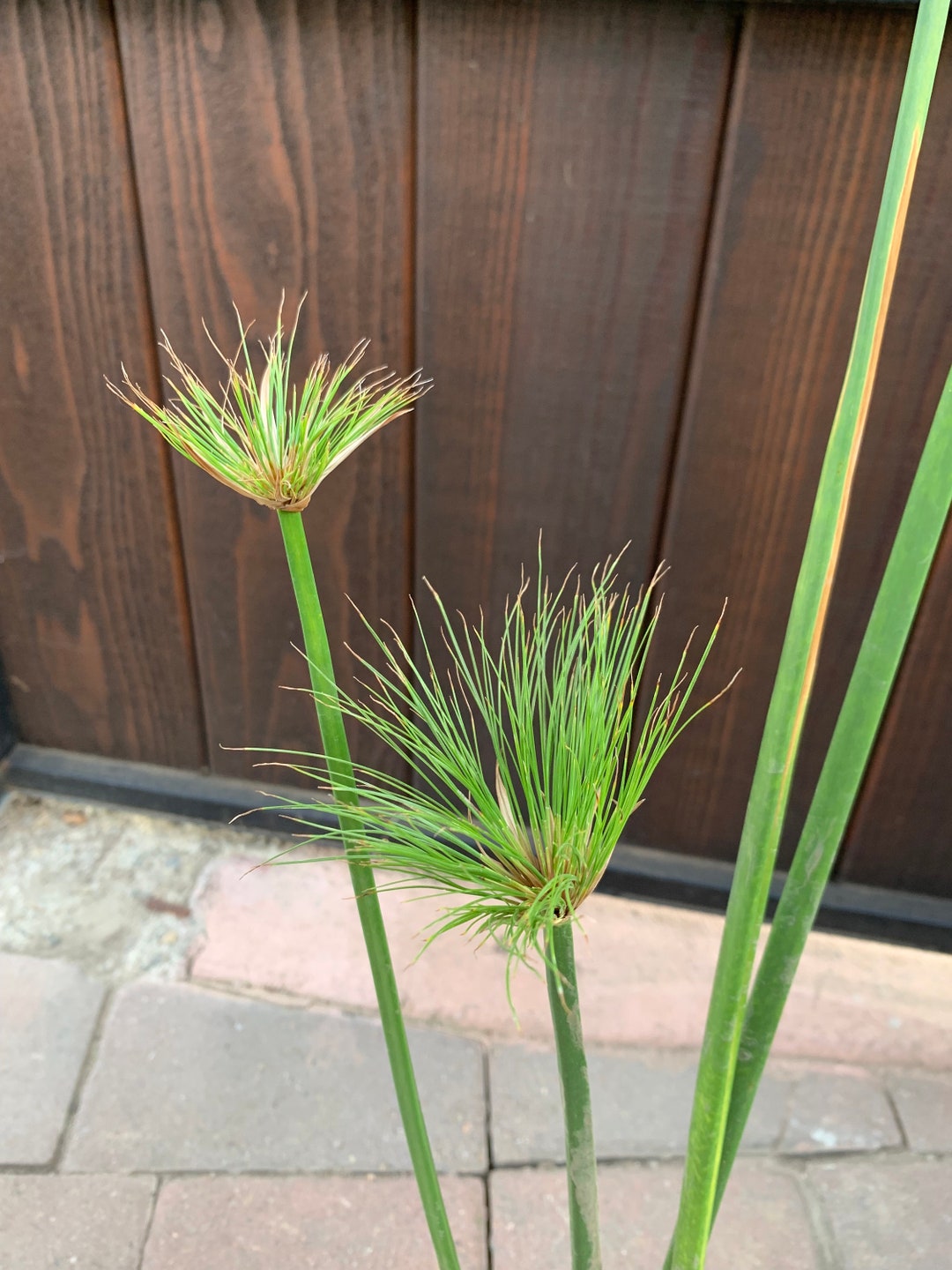 Cypress Papyrus Reed Live Plant - Etsy
