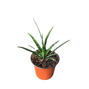 Sansevieria Bacularis Fernwood ‘Mikado’ Snake Plant | House Plant | Various Sizes Available | Succulent | Gift Ideas - Live Plant Plants