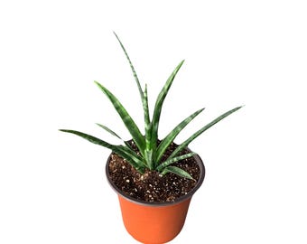 May include: A small potted snake plant with green and white striped leaves in a brown plastic pot.