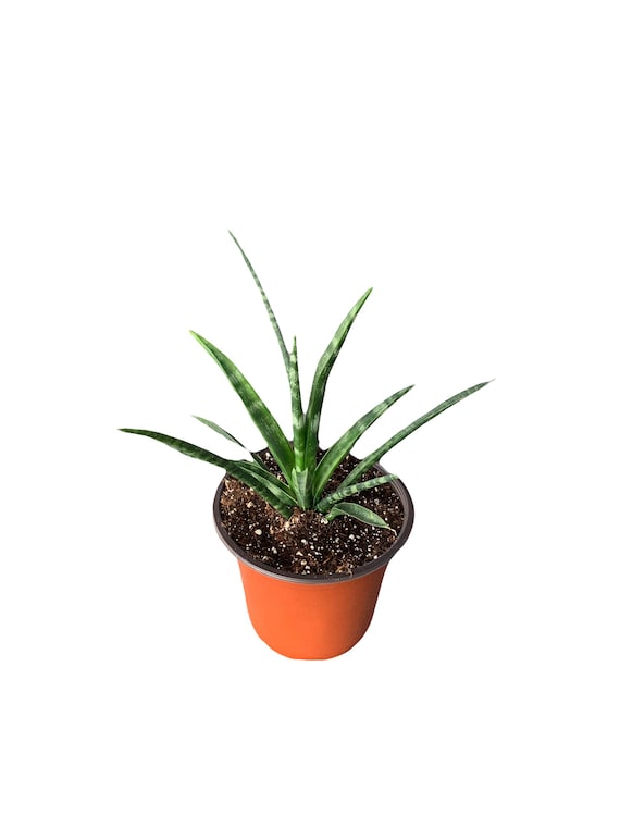Buy Sansevieria Bacularis Fernwood 'mikado' Snake Plant | House Plant |  Various Sizes Available | Succulent | Gift Ideas - Live Plant Plants Online  in India - Etsy