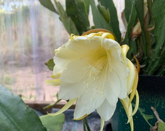 Epiphyllum Orchid Cactus | Calipso | Various Sizes | White and Light Yellow flowers - Live Plant Plants