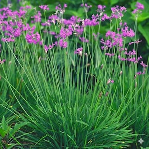May include: A cluster of vibrant purple society garlic flowers with slender green stems and long, narrow, grass-like leaves. The small, star-shaped blossoms are arranged in loose, rounded umbels, creating a dense, textured display of foliage.