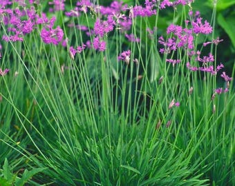 Society Garlic Starter Pack | 2 or 4 Bulb Perennial | Purple Flowering Tulbaghia Violacea | Drought Tolerant Hardy Garden Plant