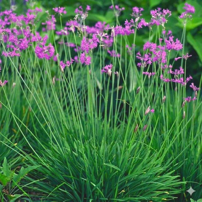 May include: A cluster of vibrant purple society garlic flowers with slender green stems and long, narrow, grass-like leaves. The small, star-shaped blossoms are arranged in loose, rounded umbels, creating a dense, textured display of foliage.