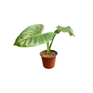 Elephant Ear Plant | Colocasia |  Big Leaf | Popular Trendy | House Plant | Tropical Gift Ideas - Live Plant Plants