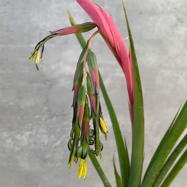 Billbergia Nutens Bromeliad | 4" pot | Queens Tears - Live Plant