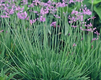 Society Garlic / 1 bulb with lots of roots / Dark Purple Flowers -  Live Plant