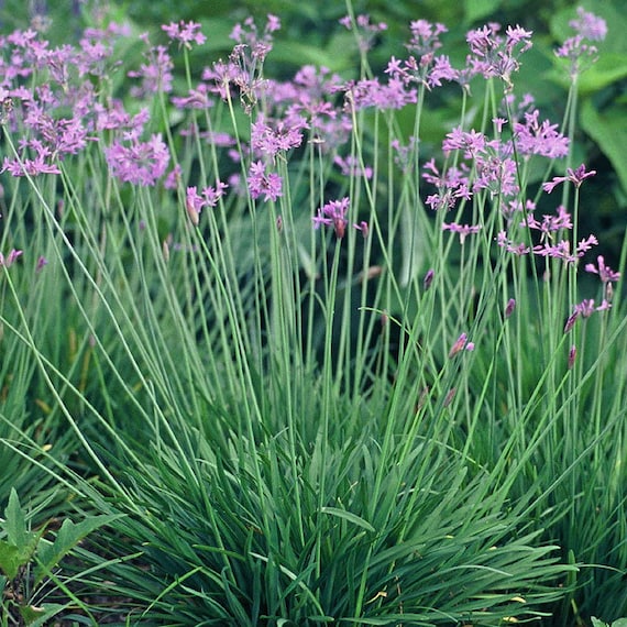 Society Garlic | purple flowering  |  Live Plant | 1 bulb with lots of roots | Dark Purple Flowers Plants