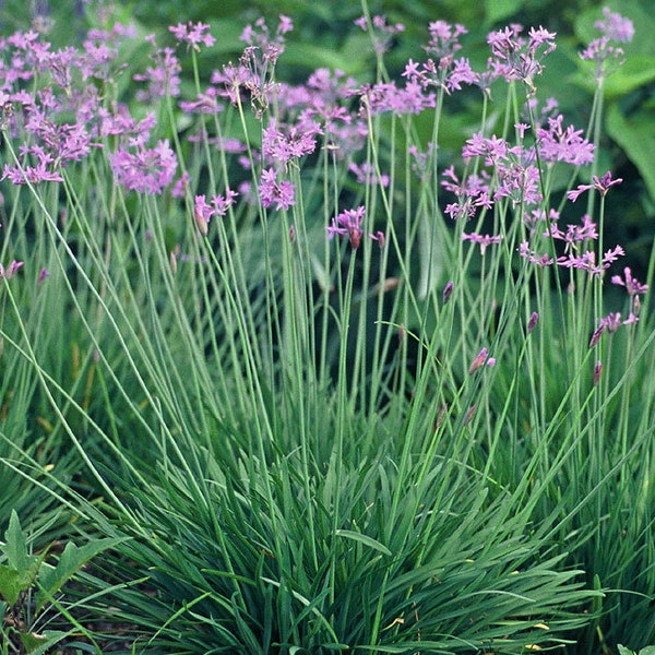 Society Garlic / 1 bulb with lots of roots / Dark Purple Flowers -  Live Plant