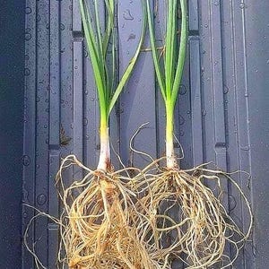 May include: Two young garlic plants with long, slender green leaves and pale, bulbous bases. Each plant features an extensive, tangled network of light brown, fibrous roots extending downward from the base, showing clear root structures.