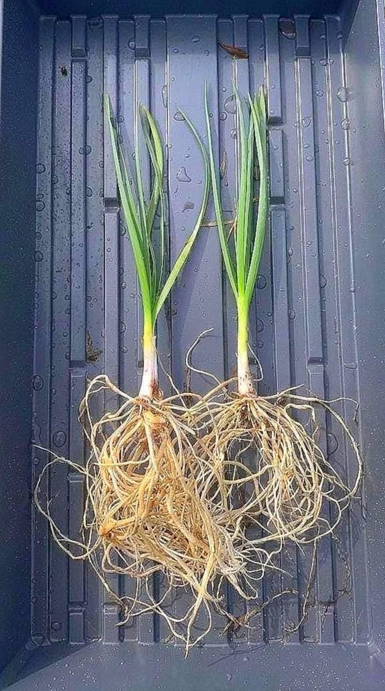 May include: Two young garlic plants with long, slender green leaves and pale, bulbous bases. Each plant features an extensive, tangled network of light brown, fibrous roots extending downward from the base, showing clear root structures.